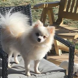 Boris - Pomeranian