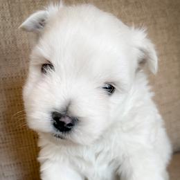 Louie - White male West Highland White Terrier puppy in Maryville, Missouri from The West Acres