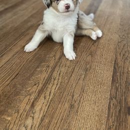 Miniature Australian Shepherd and Toy Australian Shepherd Puppies from Northern Roots Aussies
