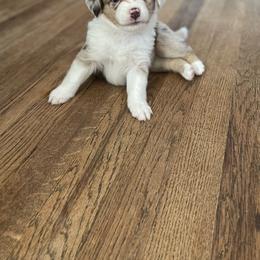 Miniature Australian Shepherd and Toy Australian Shepherd Puppies from Northern Roots Aussies