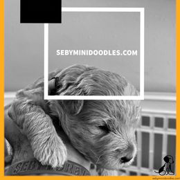 Goldendoodle Puppies from Seby Mini Doodles