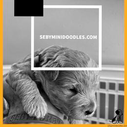 Goldendoodle Puppies from Seby Mini Doodles
