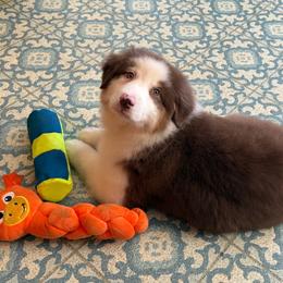 Chestnut - Red tri-color male Australian Shepherd puppy in Touchet, Washington from Windust Kennels