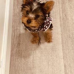 Yorkshire Terrier Puppies from The Moore Dior Line