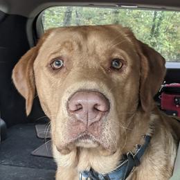 Dilute Retrievers and Labrador Retrievers from True Hart Labs