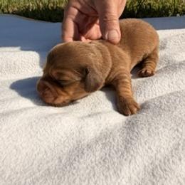 Girl 2 - Cream female Dachshund puppy in Jacksonville, Florida from Rebecca Edwards