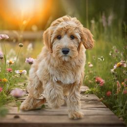 Goldendoodle Puppies from Loving Hearts Goldendoodles