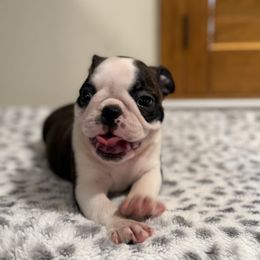 Boy 1 Ronnie - Black brindle and white male Boston Terrier puppy in Madera Acres, California from Muggin Bostons Terriers and Mini Dachshund