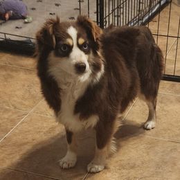 Skye - Toy Australian Shepherd