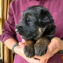 Blessing - Black and red female German Shepherd puppy in Columbus, Indiana from Stony Lonesome GSD