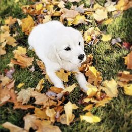 Golden Retriever Puppies from Olivia Denham