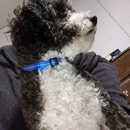 Echo - Poodle