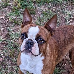 Deja - Boston Terrier