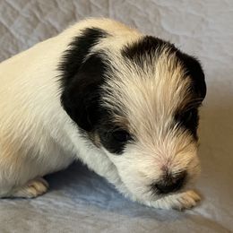 Willow - White and black Russell Terrier puppy in Hayward, Wisconsin from Acorn Ridge Jack Russell Terriers