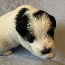Willow - White and black Russell Terrier puppy in Hayward, Wisconsin from Acorn Ridge Jack Russell Terriers