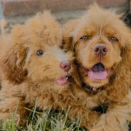 Cockapoos, Goldendoodles, Labradoodles, and Poodles from Hope Lane Kennels