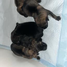 2nd choice male - Sable male German Shepherd puppy in Lucasville, Ohio from Trusting Hearts Kennel