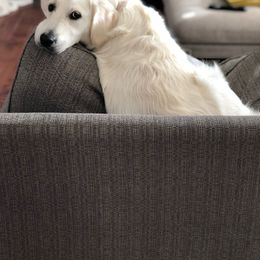 Letti - Golden Retriever