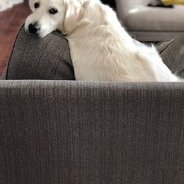 Letti - Golden Retriever
