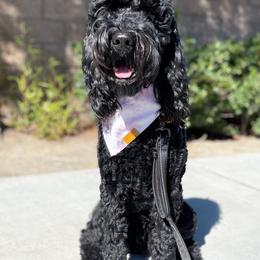 Goldendoodles from L & A Doodles