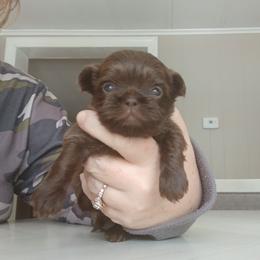 Bessie - Liver female Shih Tzu puppy in Brodnax, Virginia from Kbsshihtzus