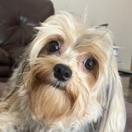 Daisy - Yorkshire Terrier