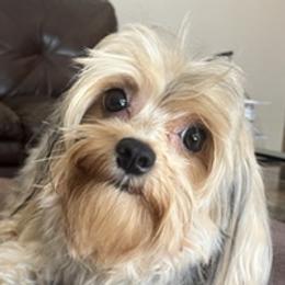 Daisy - Yorkshire Terrier