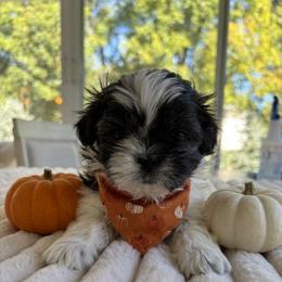 Linus - Brindle and white male Shih Tzu puppy in Springboro, Ohio from Shih Tzus of Springboro LLC.