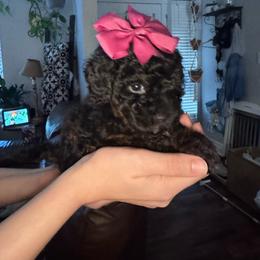 Belle - Black female Poodle puppy in West Jordan, Utah from Mid Sized Maltipoos and More LLC