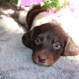 Bentley Long Hair - Piebald male Dachshund puppy in Stockton, California from Wiggles & Wags Dachshund's
