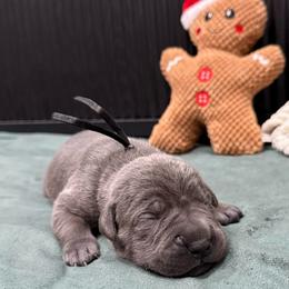 Dasher - Gray male Cane Corso puppy in Utah from 3Lake Kennelz