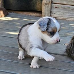 Blue - Blue merle male Toy Australian Shepherd puppy in Snowflake, Arizona from Halfpint Aussies