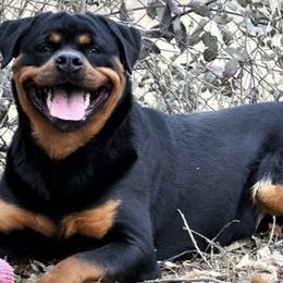 Rottweilers from von Adlerhaus Rottweilers