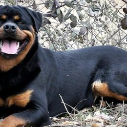 Rottweilers from von Adlerhaus Rottweilers