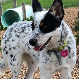 Abbey - Australian Cattle Dog