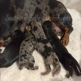 Glenn - Black and tan male Dachshund puppy in Colbert, Georgia from Southern Belle Dachshunds