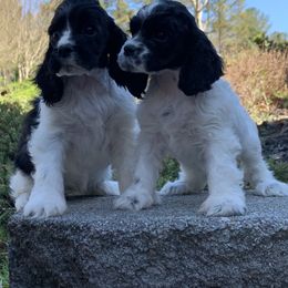 Cocker Spaniel Puppies from Dalin Cockers
