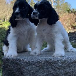 Cocker Spaniel Puppies from Dalin Cockers