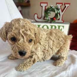 Na'vi - Cream male Poodle puppy in Mountain Grove, Missouri from Davisfurbabies