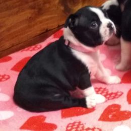 Boston Terrier Puppies from Bagosy's Boston Terriers 6