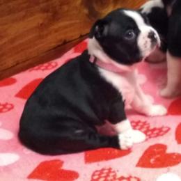 Boston Terrier Puppies from Bagosy's Boston Terriers 6