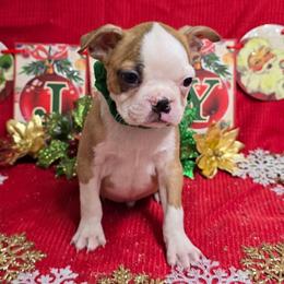 Brindle Boy - Seal brindle and white male Boston Terrier puppy in Corsicana, Texas from JT Bostons