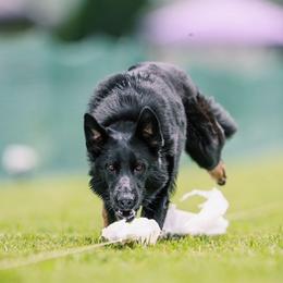 German Shepherd All Grown Up from T'S SHEPHERDS