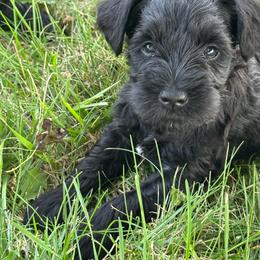 Liberty - Black female Miniature Schnauzer puppy in Alexandria, Indiana from Wiggin SVF Miniature Schnauzers