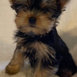 Yorkshire Terriers from Firesteel Yorkies