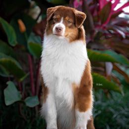 Australian Shepherd All Grown Up from Glenlake Australian Shepherds