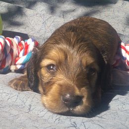 DBs Peter Cornelius - Cream male Dachshund puppy in Summerfield, Florida from D & B Ranchette