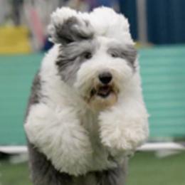 Old English Sheepdogs from Hug