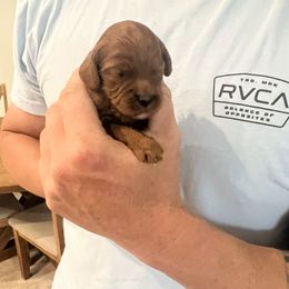 Cockapoo Puppies from Brevard County Cockapoos