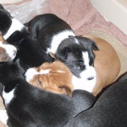 Basenji Puppies from Haus Annandael Basenjis